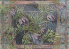 Pasque Flower